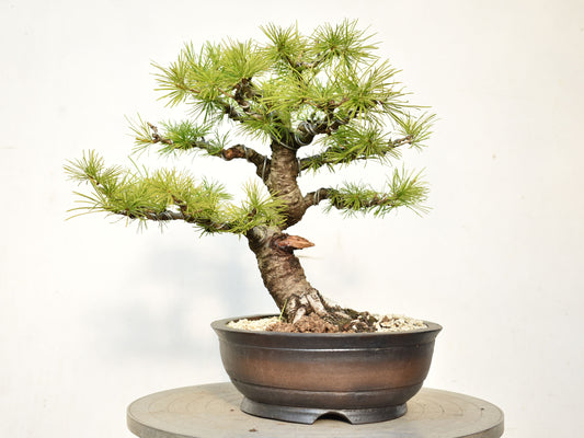 ALERCE EUROPEO (Larix Decidua)