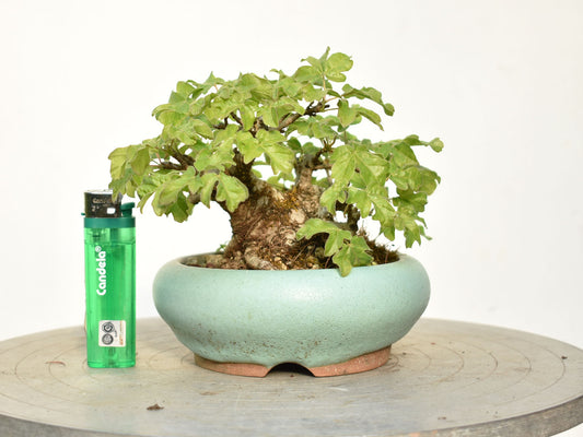 ARCE CAMPESTRE (Acer Campestris)