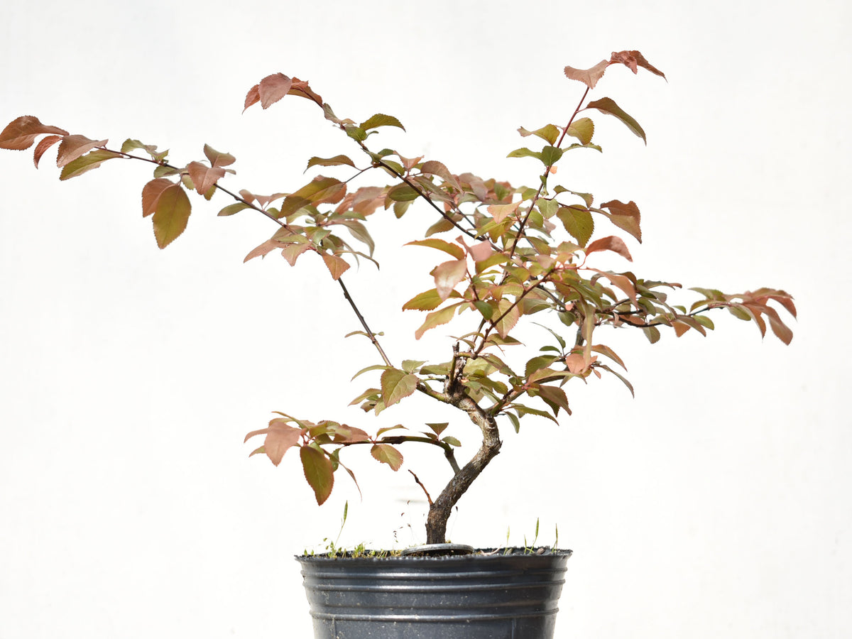 CIRUELO ROJO (Prunus Cerassifera)