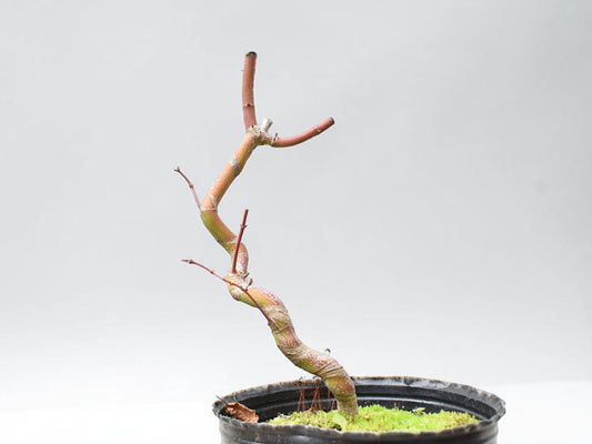 ARCE JAPONES (Acer Palmatum)