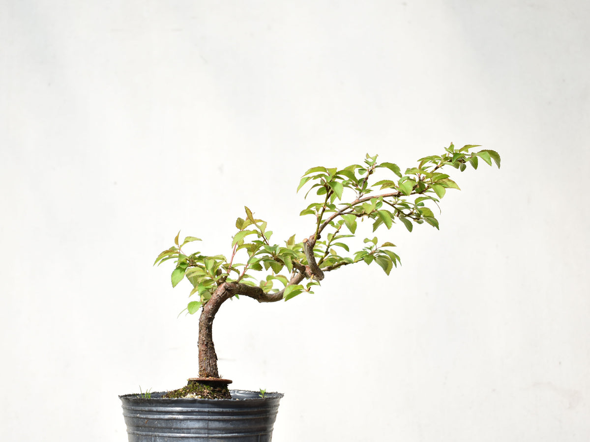 ENDRINO (Prunus Spinosa)