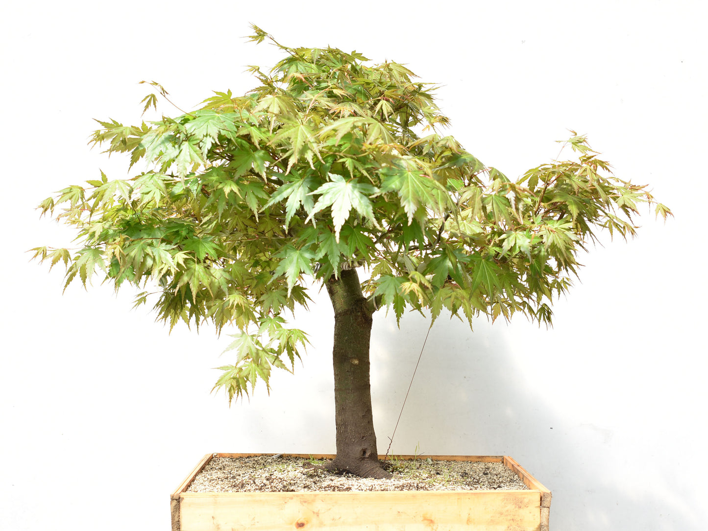 ARCE JAPONES (Acer Palmatum)