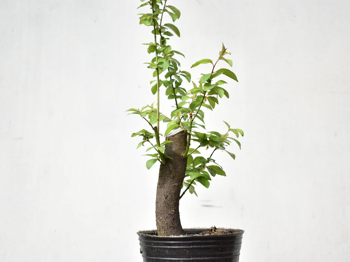 CIRUELO SILVESTRE (Prunus Cerasifera)
