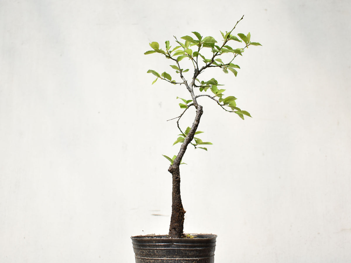ENDRINO (Prunus Spinosa)
