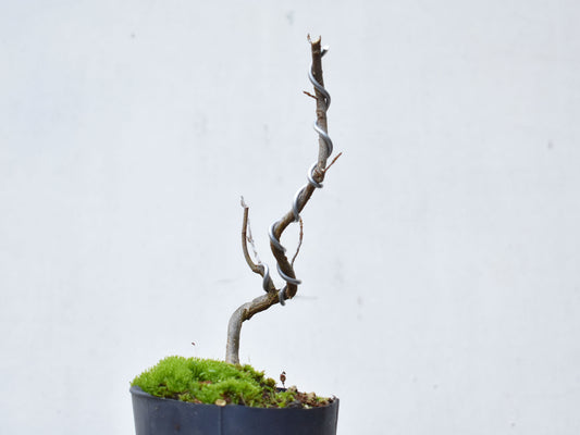 KAEDE (Arce Buergerianum)