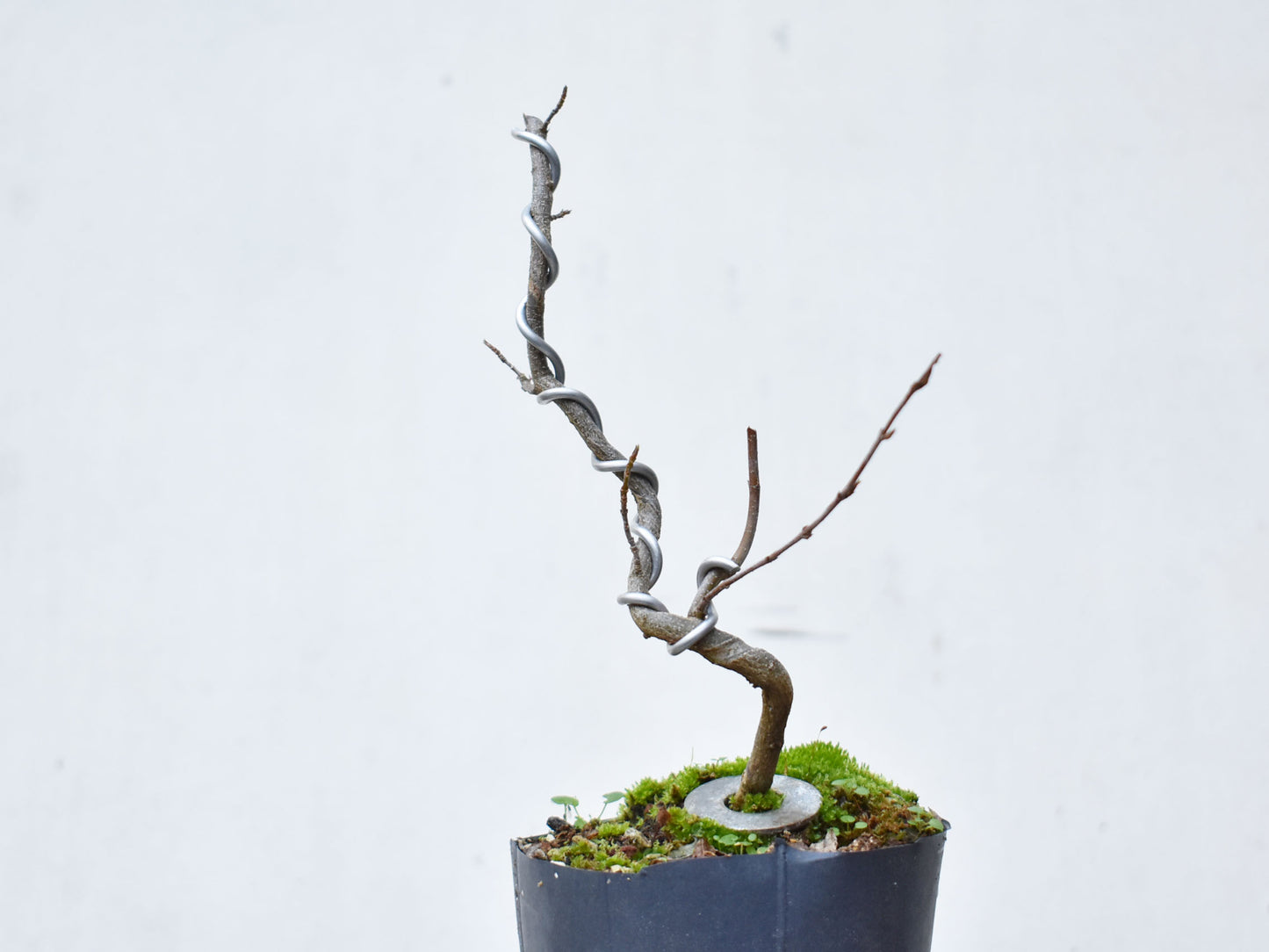 KAEDE (Arce Buergerianum)