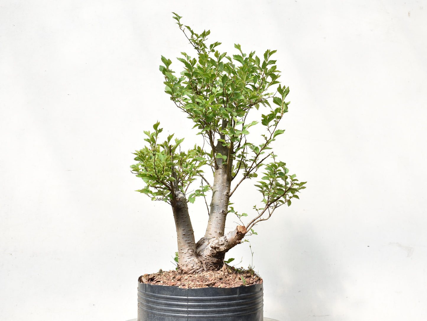 OLMO SIBERIANO (Ulmus Pumila)