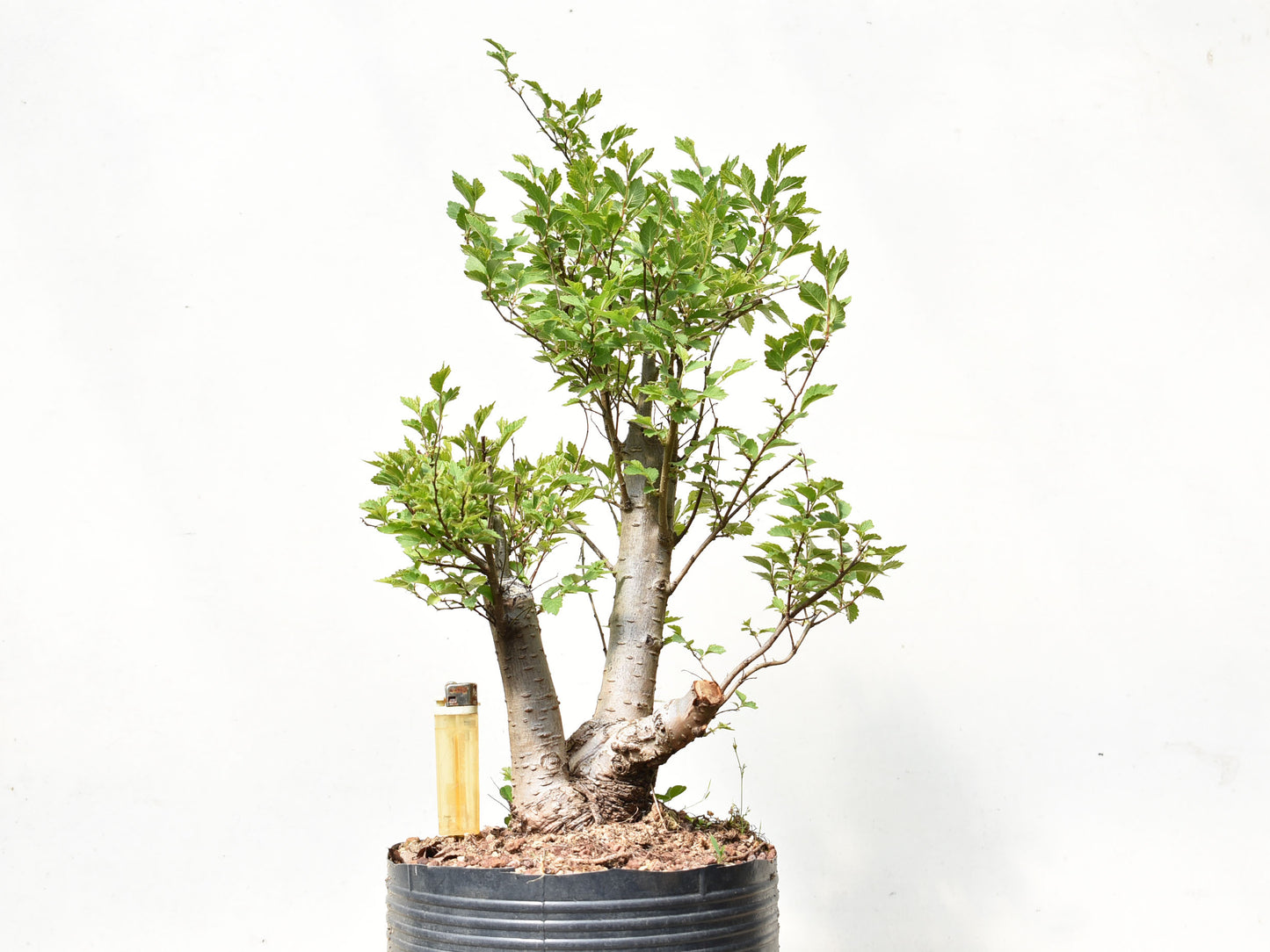 OLMO SIBERIANO (Ulmus Pumila)