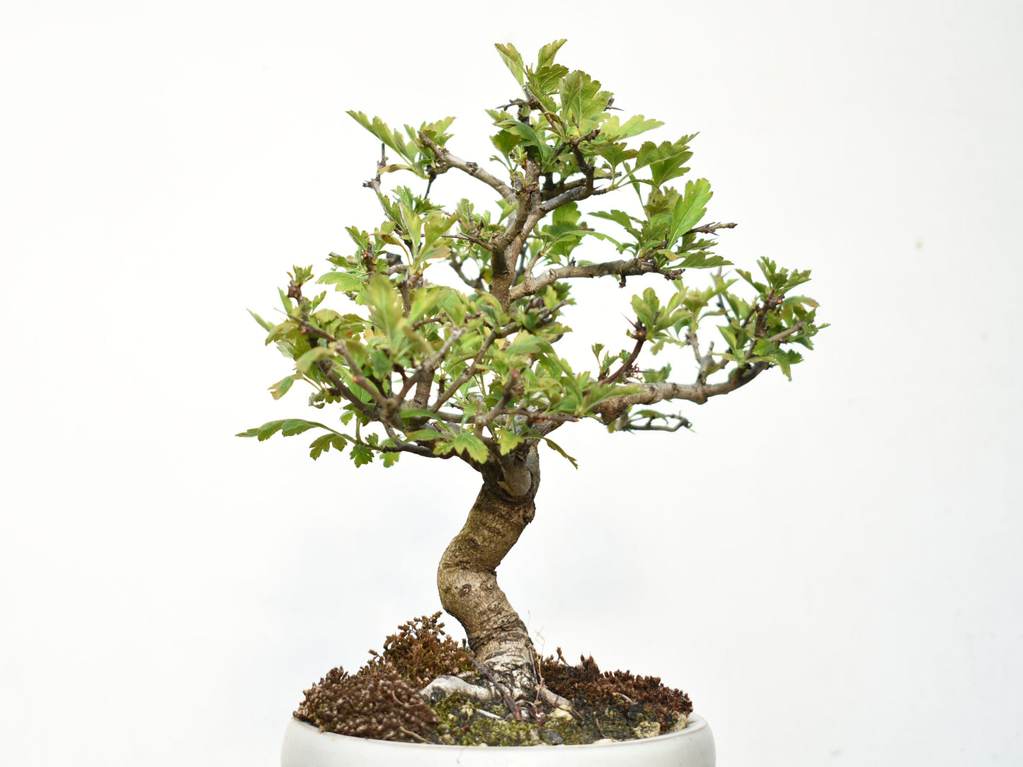 ESPINO BLANCO (Crataegus Monogyna)