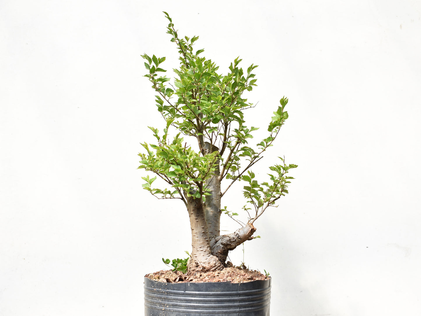 OLMO SIBERIANO (Ulmus Pumila)