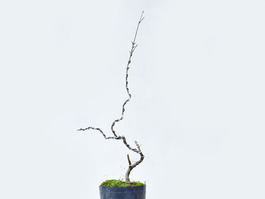 KAEDE (Arce Buergerianum)