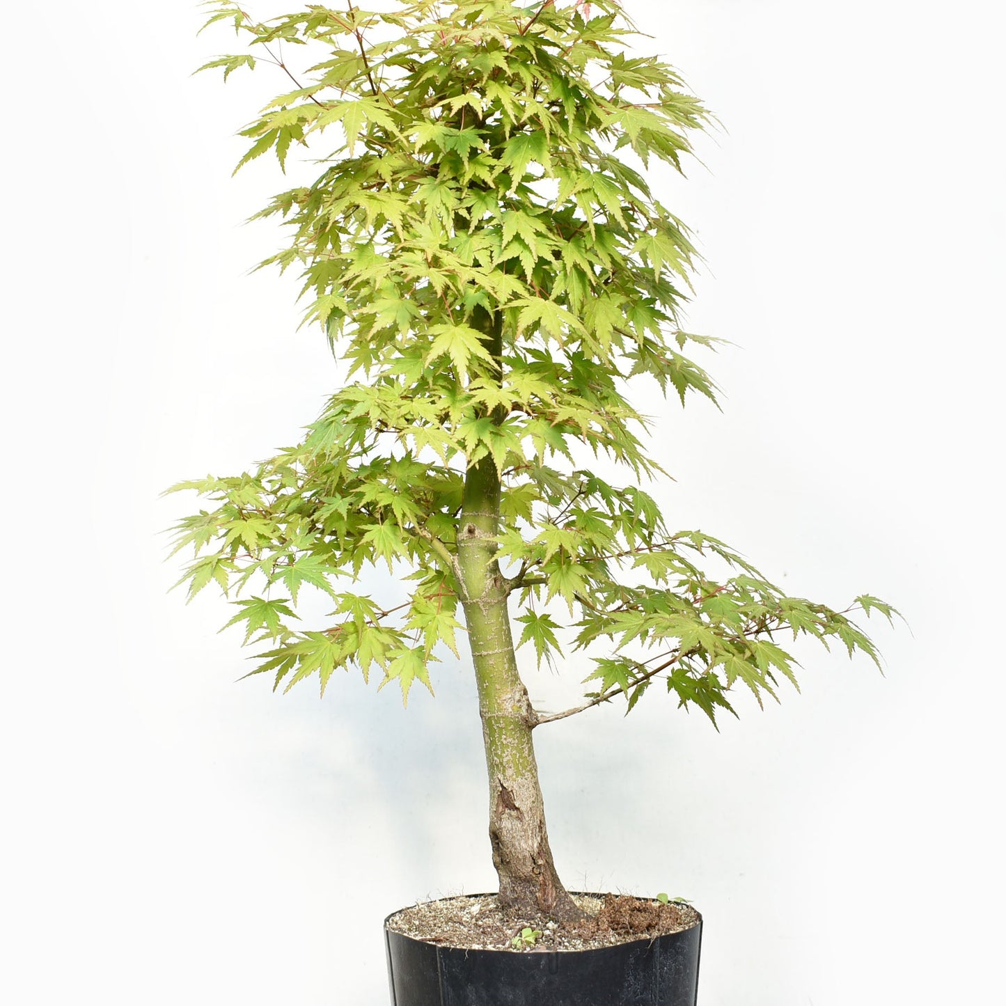 MOMIJI (Acer Palmatum)