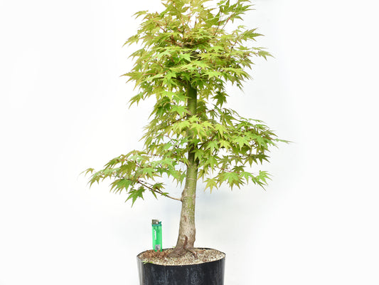 MOMIJI (Acer Palmatum)