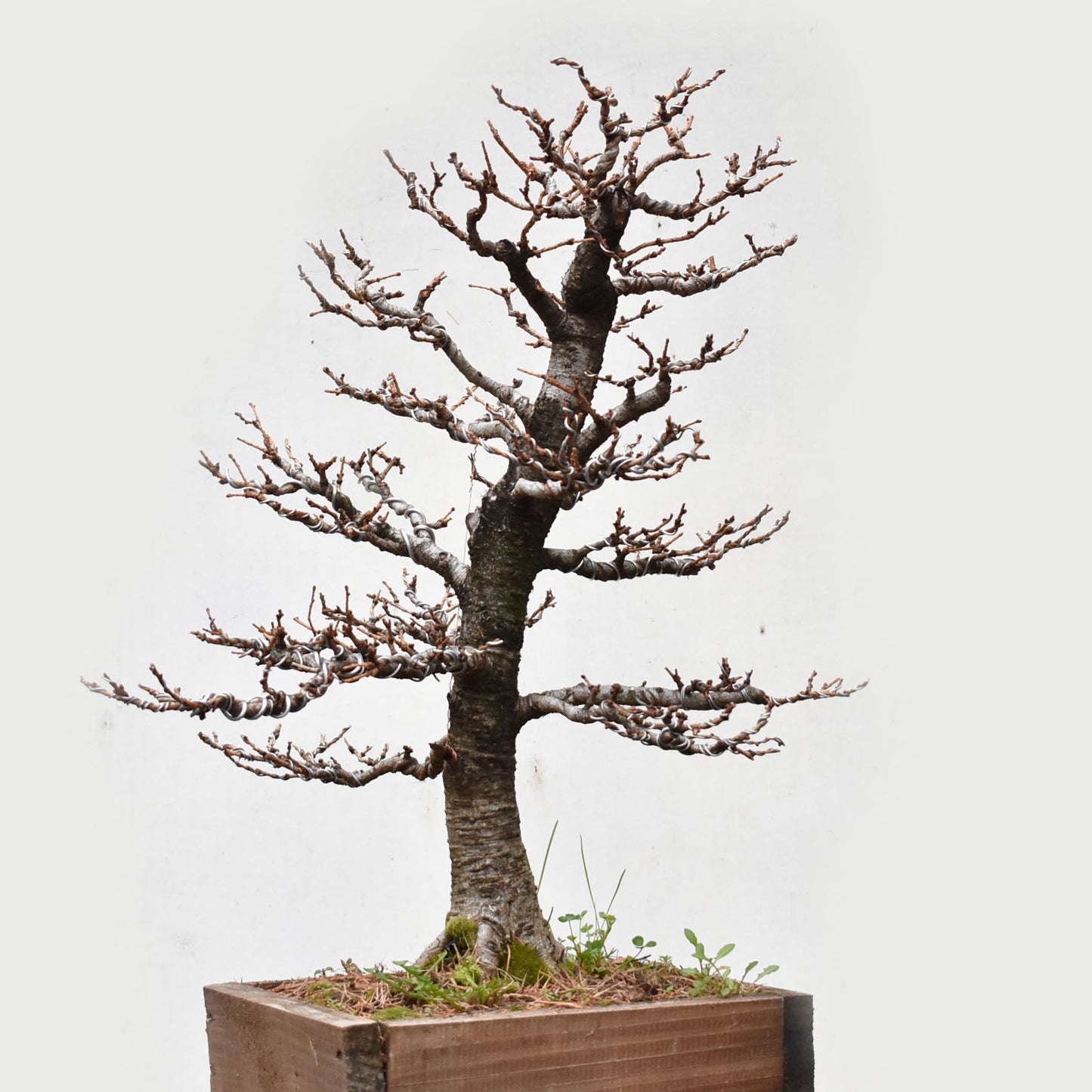 ALERCE EUROPEO (Larix Decidua)