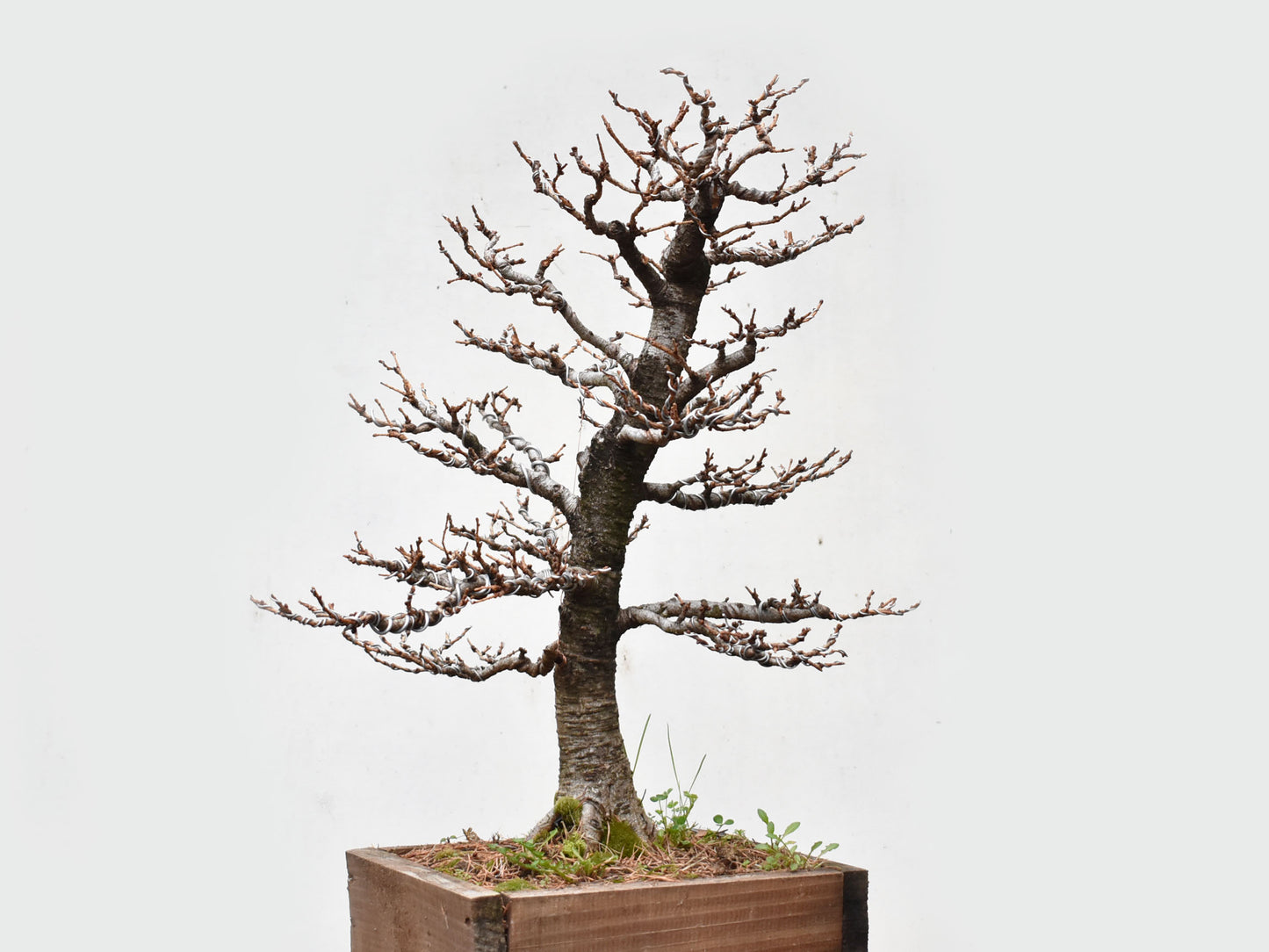 ALERCE EUROPEO (Larix Decidua)