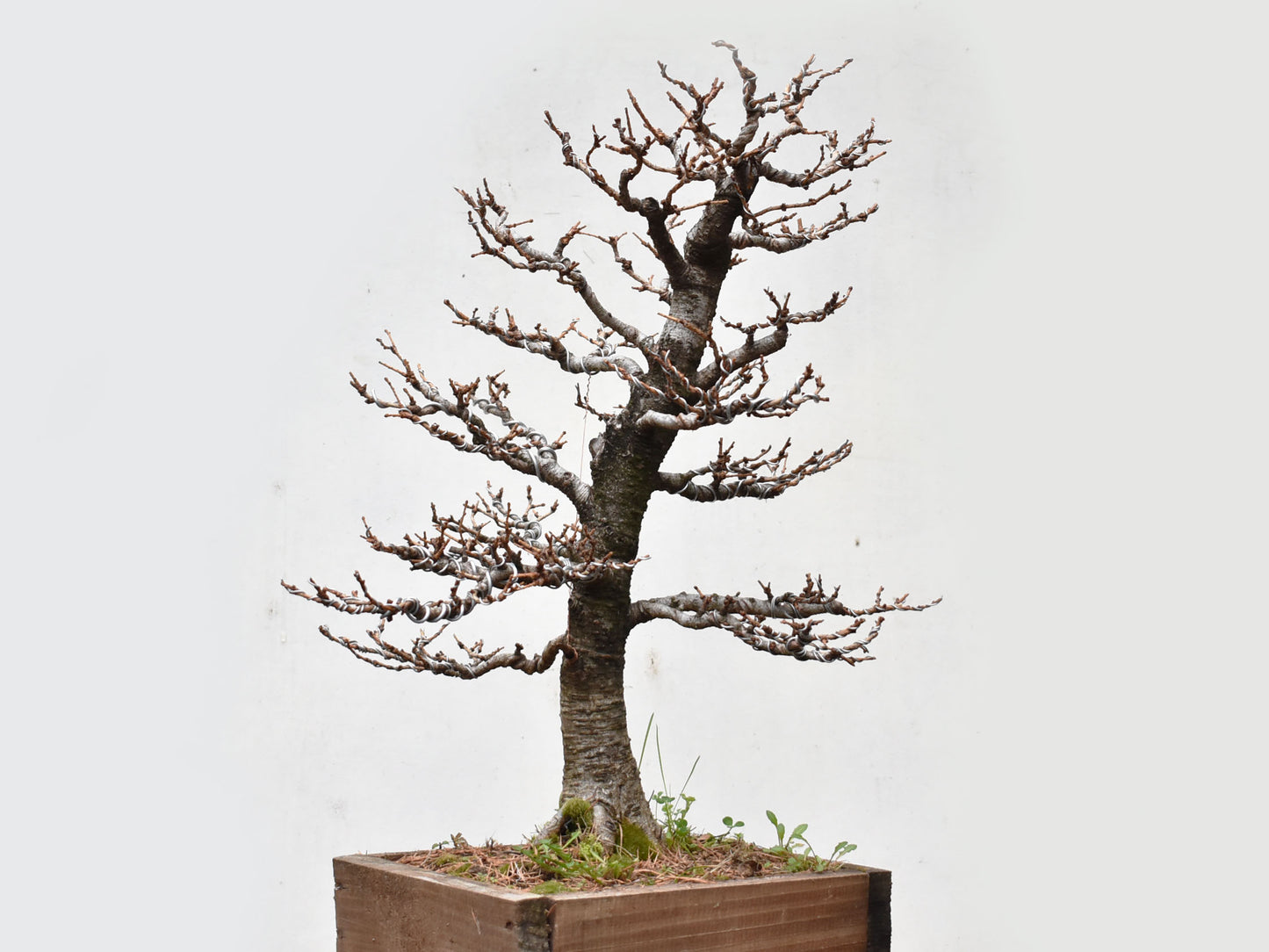 ALERCE EUROPEO (Larix Decidua)