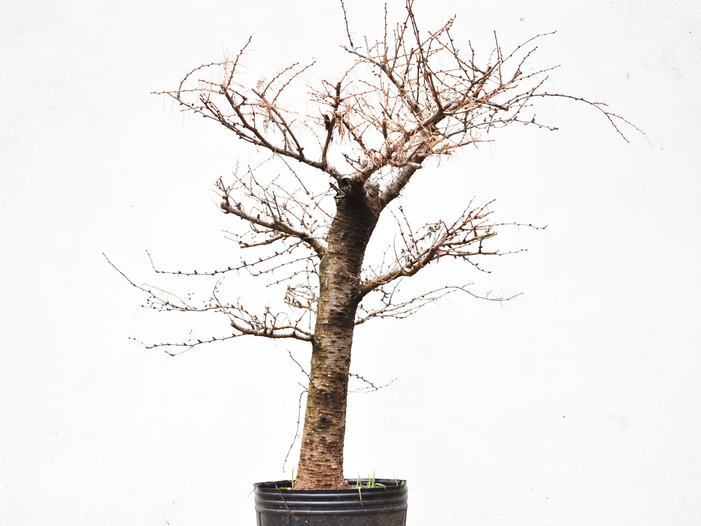 ALERCE EUROPEO (Larix Decidua)