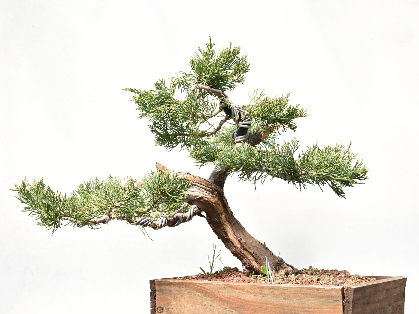 ENEBRO (Juniperus )