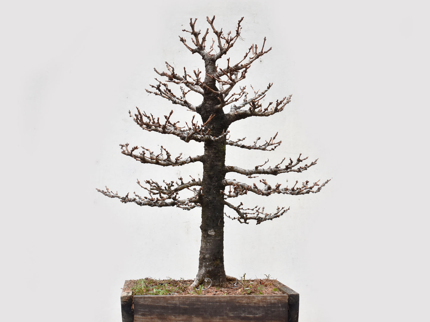 ALERCE EUROPEO (Larix Decidua)