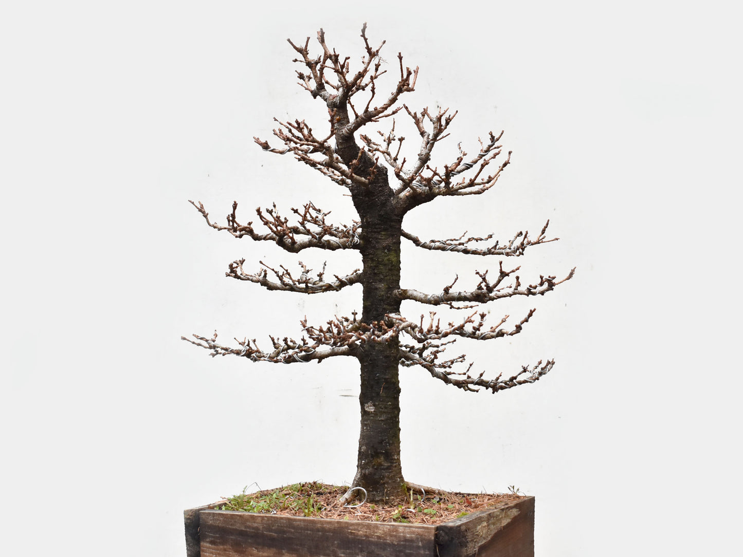 ALERCE EUROPEO (Larix Decidua)