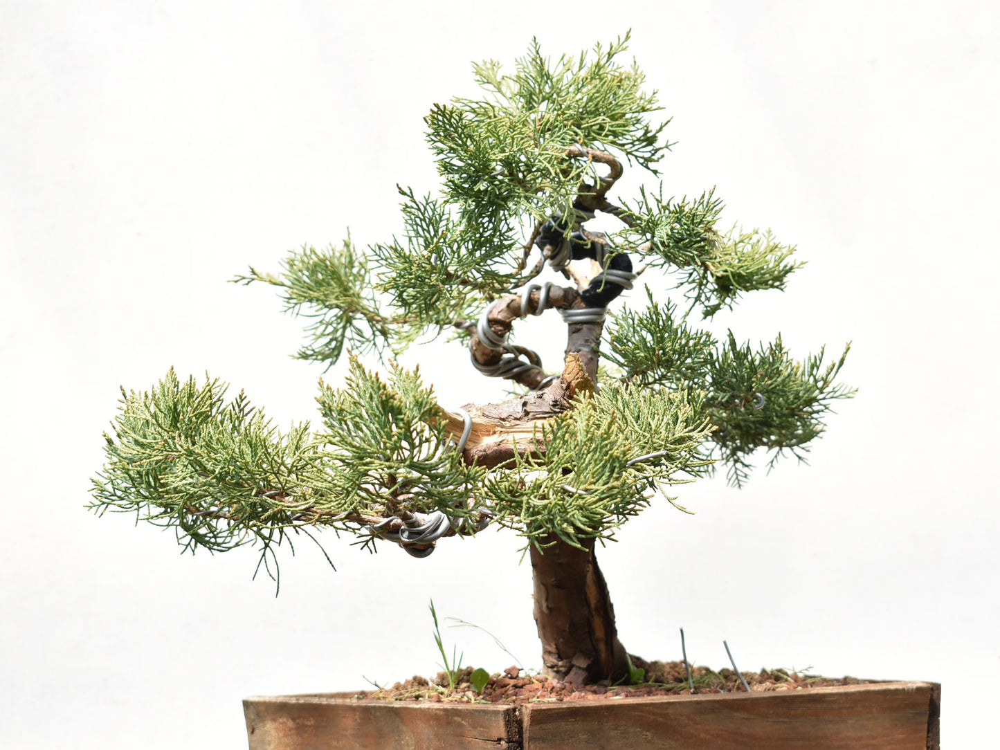 ENEBRO (Juniperus )