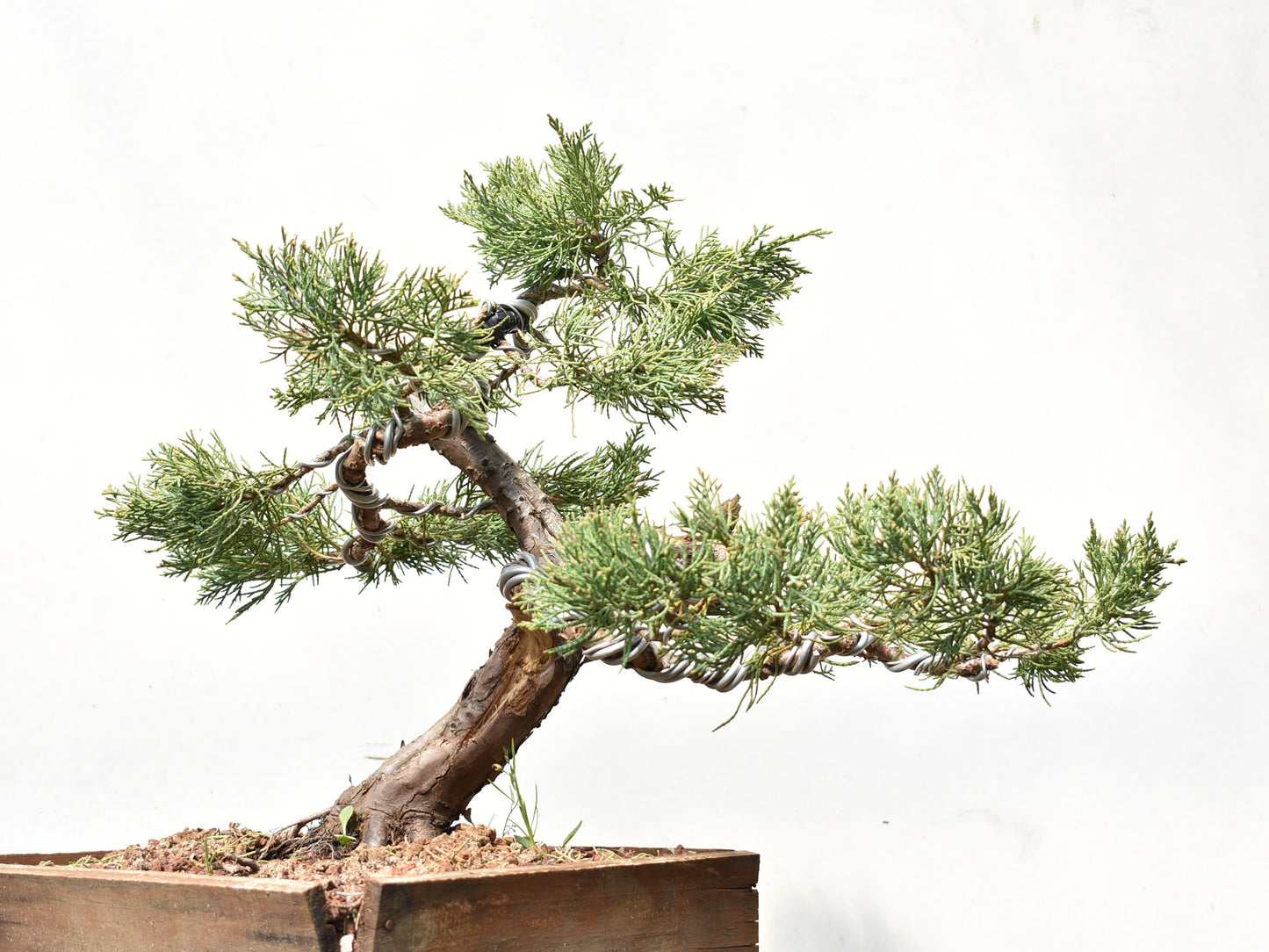 ENEBRO (Juniperus )