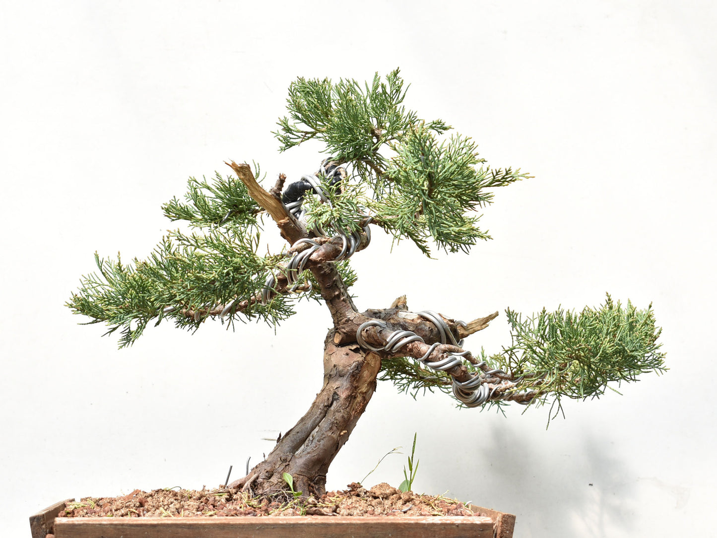 ENEBRO (Juniperus )