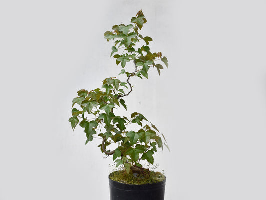 KAEDE (Arce Buergerianum)