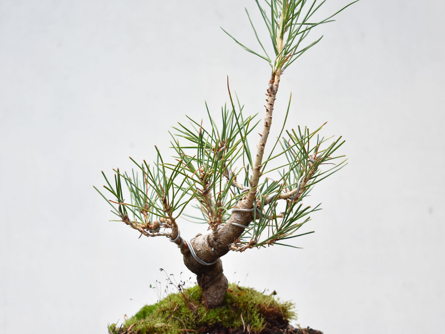 KUROMATSU (Pinus Thumbergii)