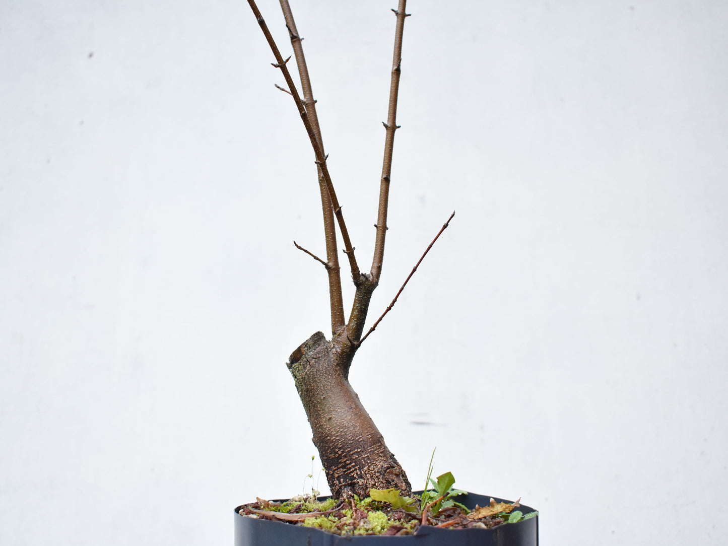 KAEDE (Arce Buergerianum)