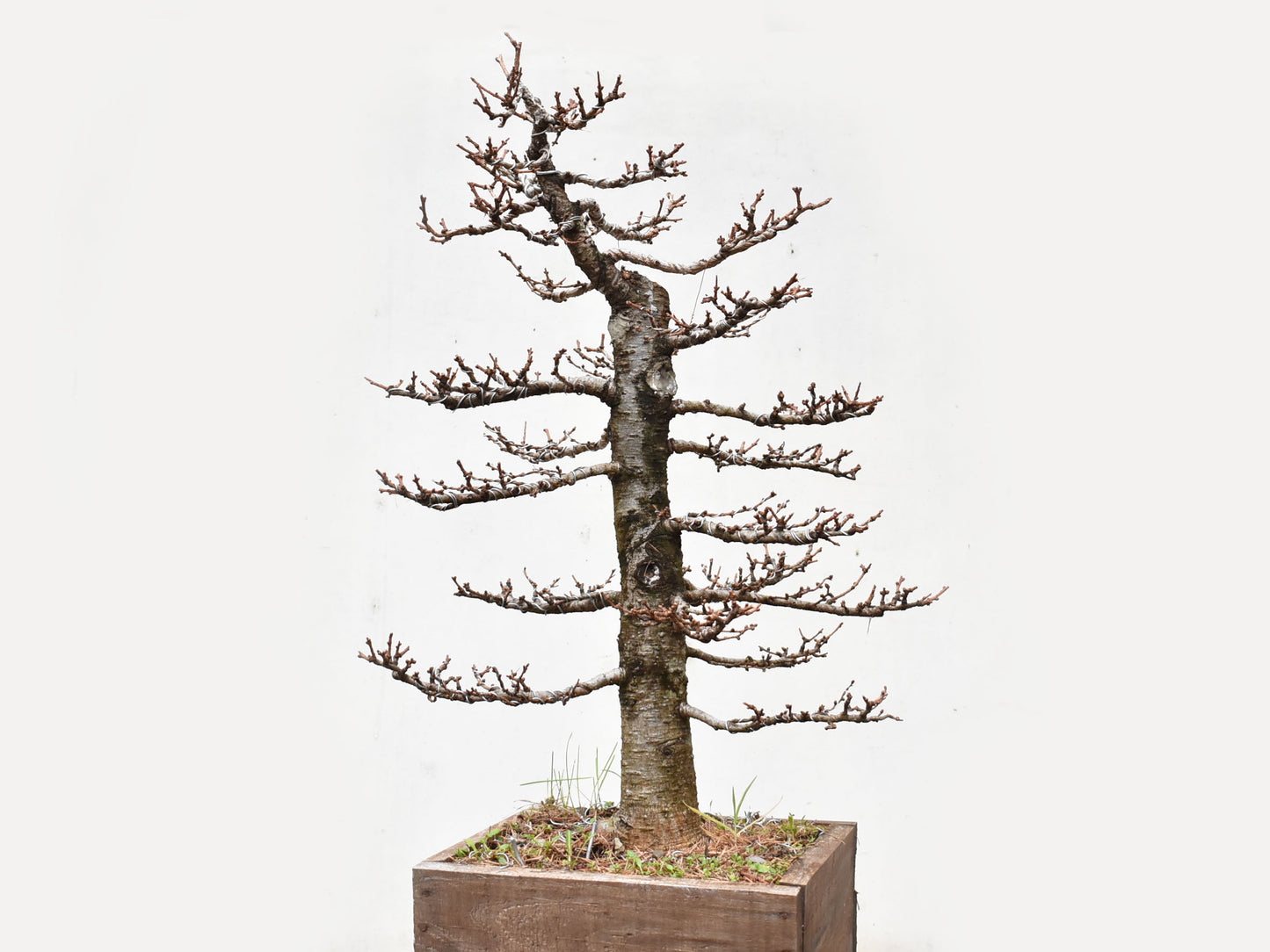 ALERCE EUROPEO (Larix Decidua)