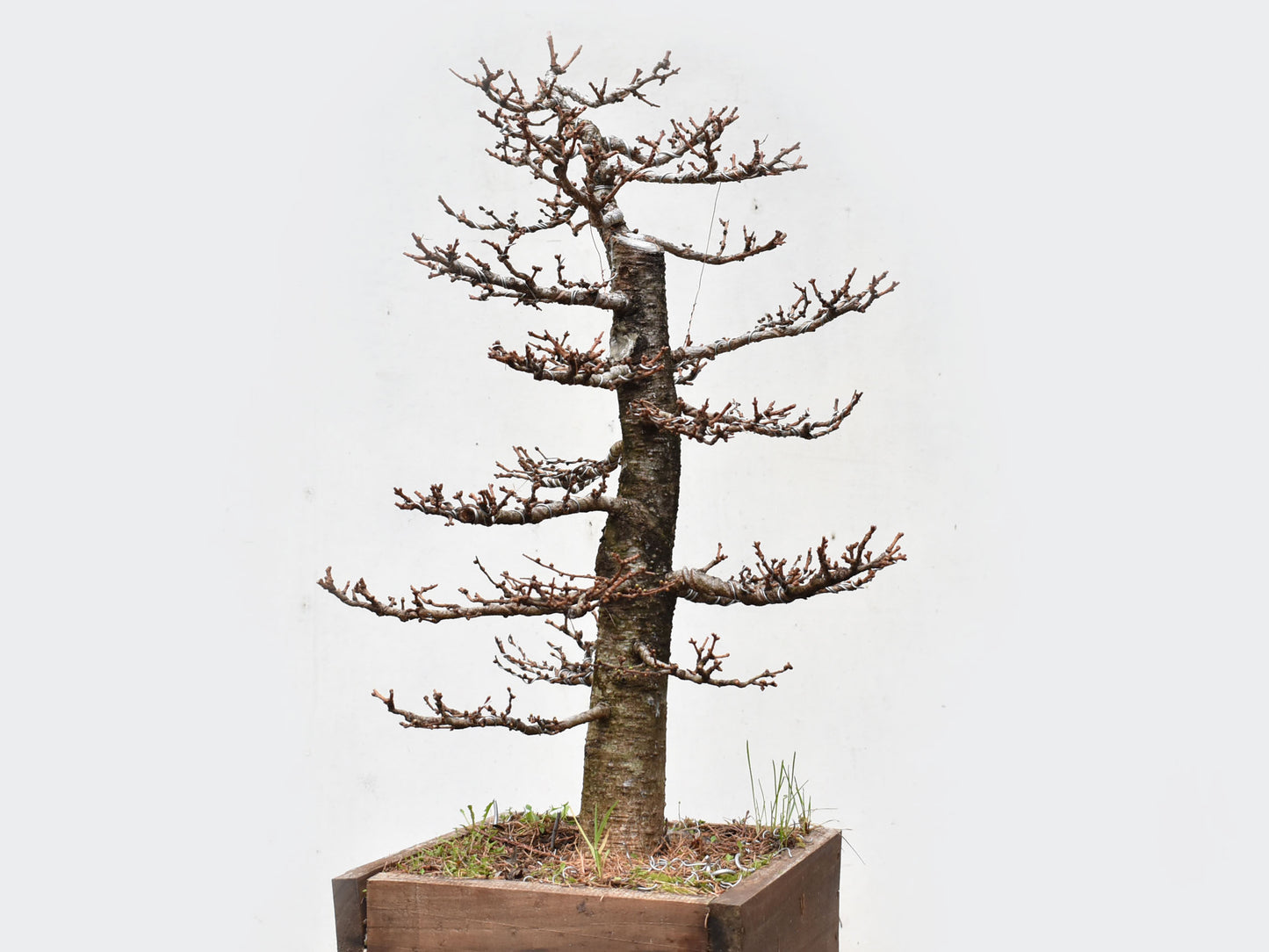 ALERCE EUROPEO (Larix Decidua)
