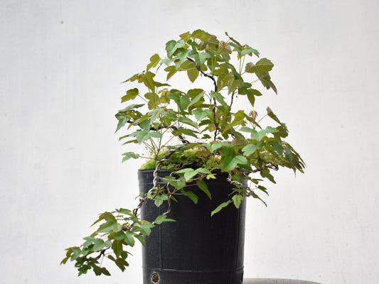 KAEDE (Arce Buergerianum)