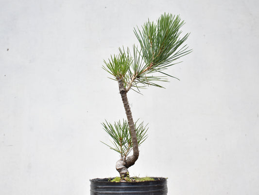KUROMATSU (Pinus Thumbergii)