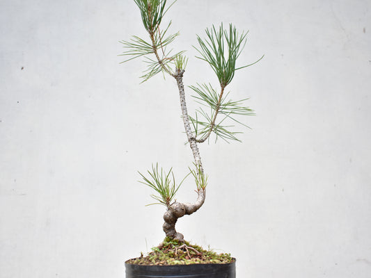 KUROMATSU (Pinus Thumbergii)
