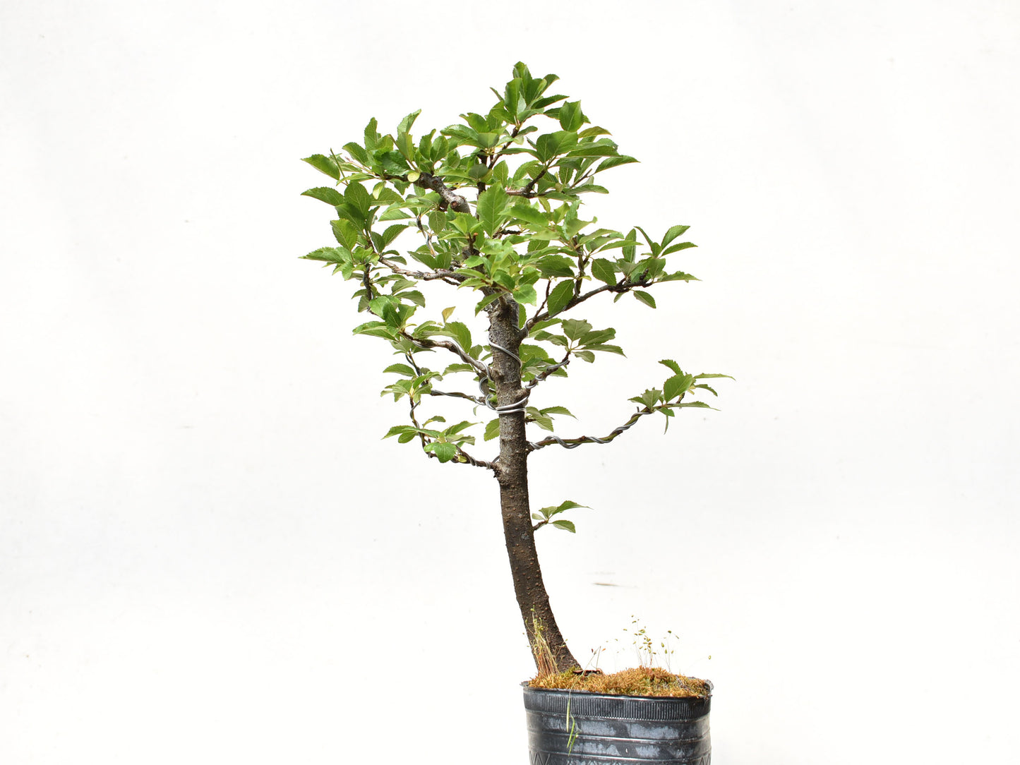 ENDRINO (Prunus Spinosa)