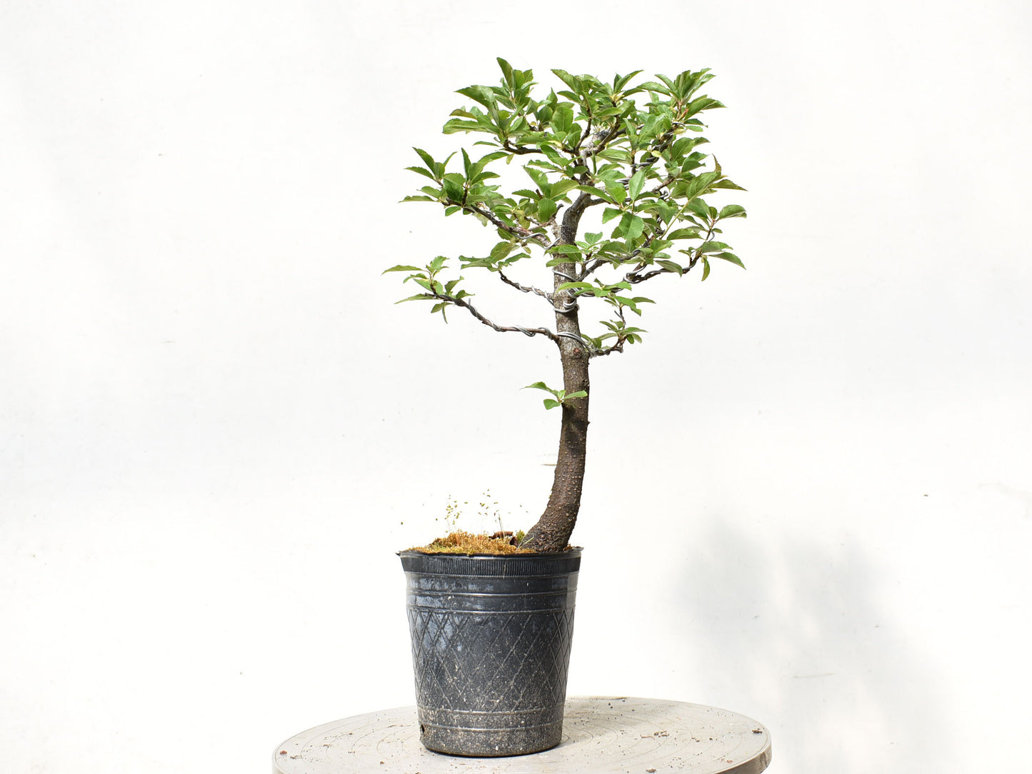 ENDRINO (Prunus Spinosa)