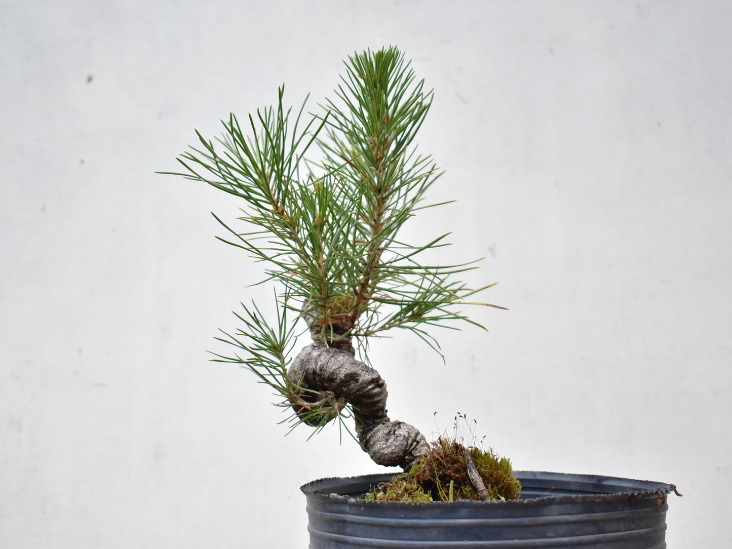 KUROMATSU (Pinus Thumbergii)