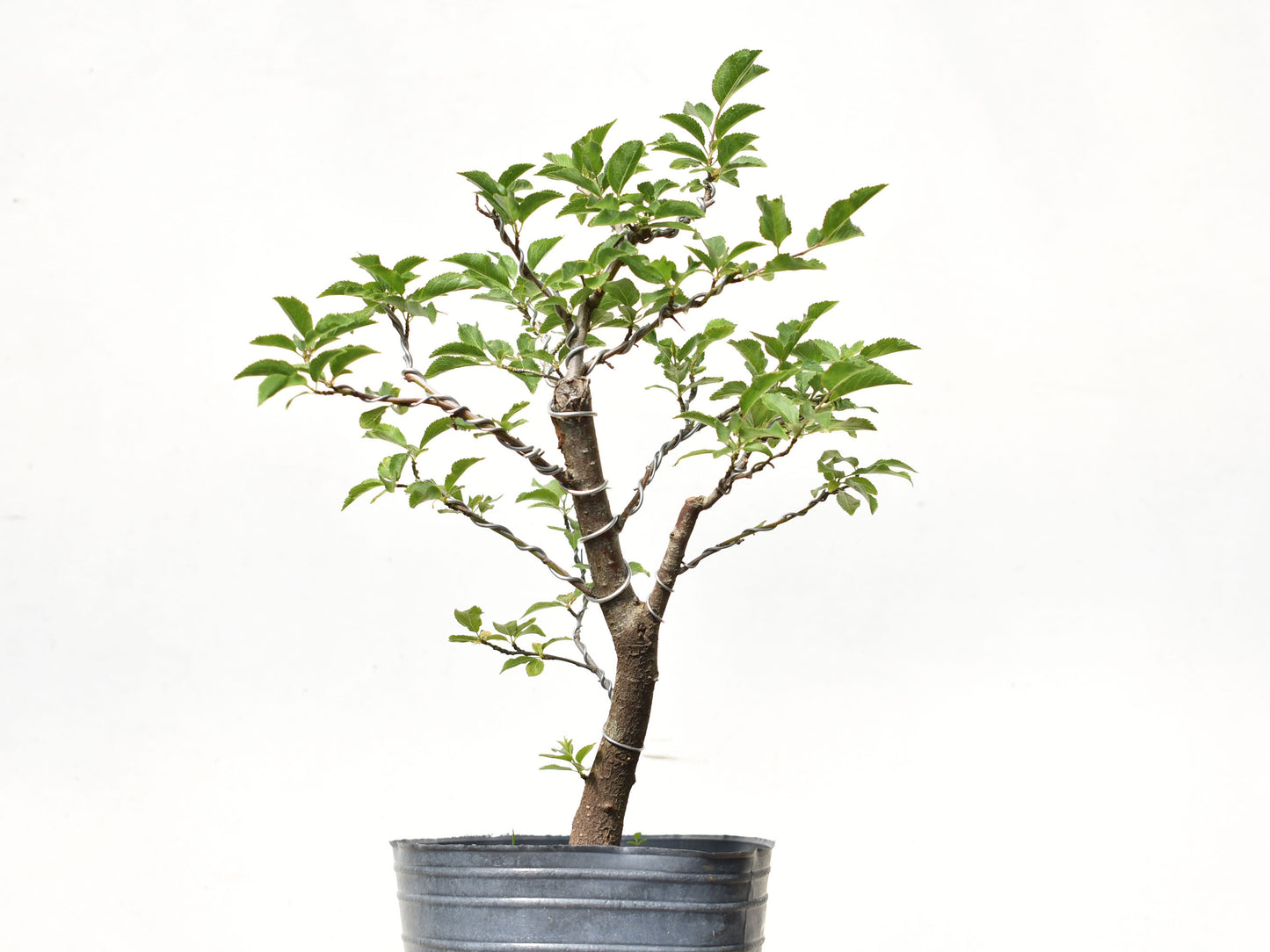 ENDRINO (Prunus Spinosa)