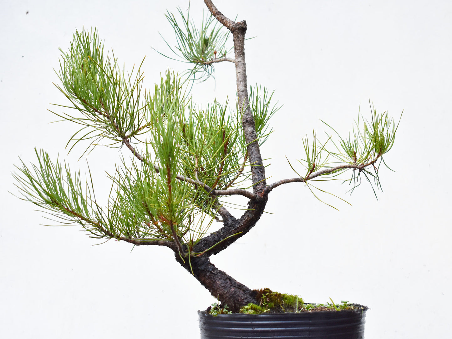 PINO MURAYANA (Pino Contorta Var. Murrayana)