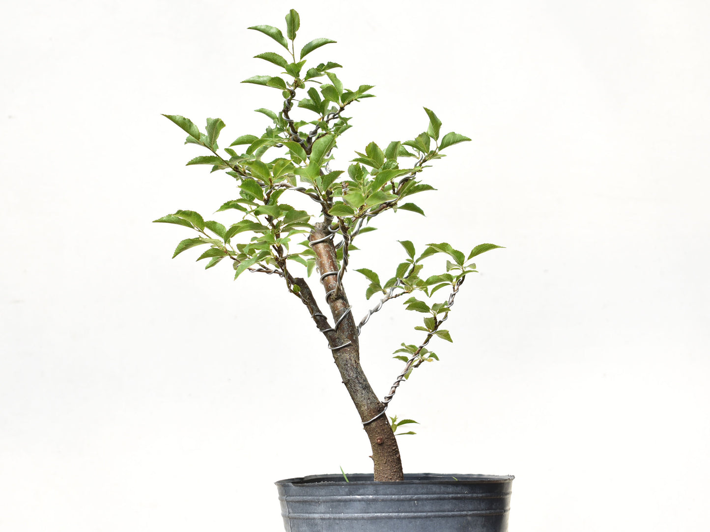 ENDRINO (Prunus Spinosa)