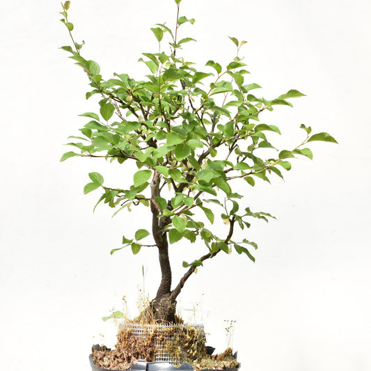ENDRINO (Prunus Spinosa)
