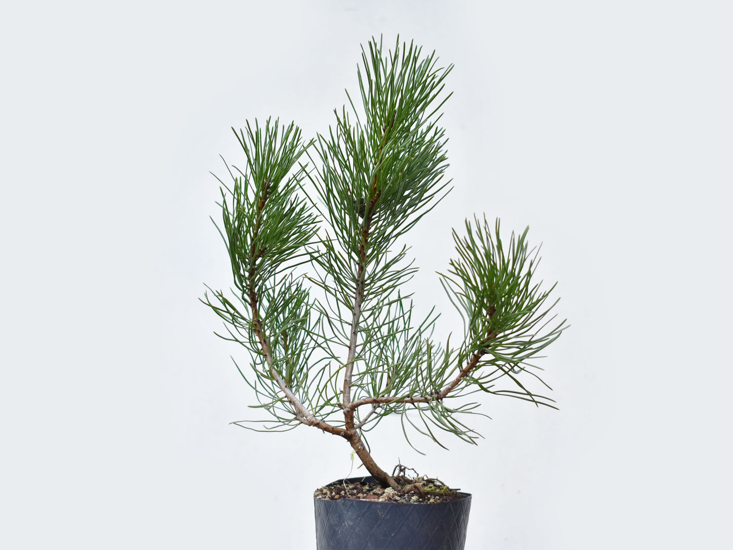 PINO MUGO (Pinus Mugo)