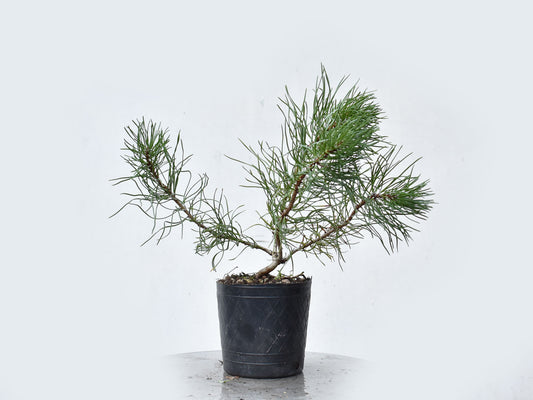 PINO MUGO (Pinus Mugo)