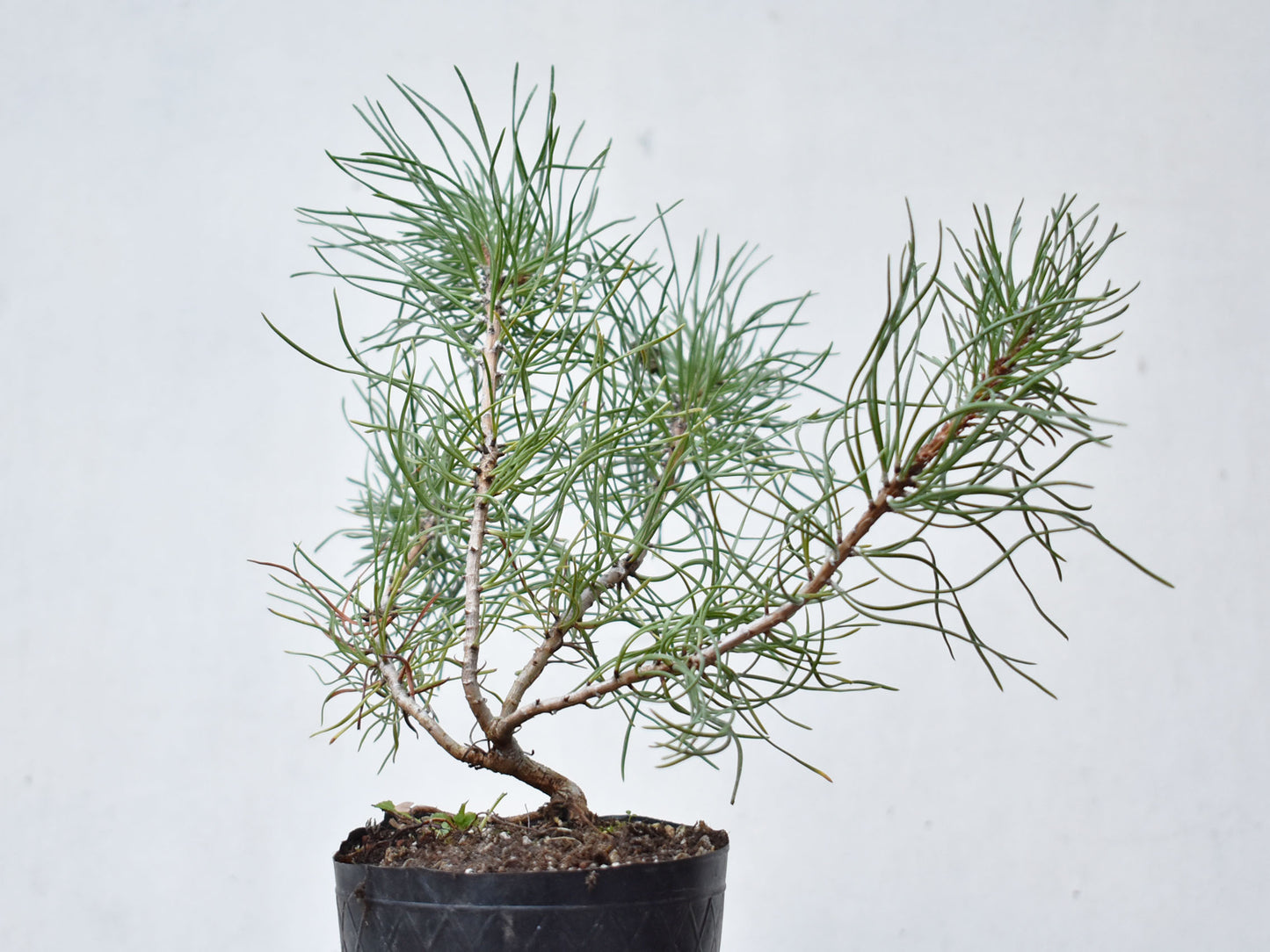 PINO MUGO (Pinus Mugo)