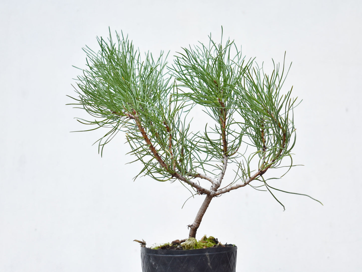 PINO MUGO (Pinus Mugo)