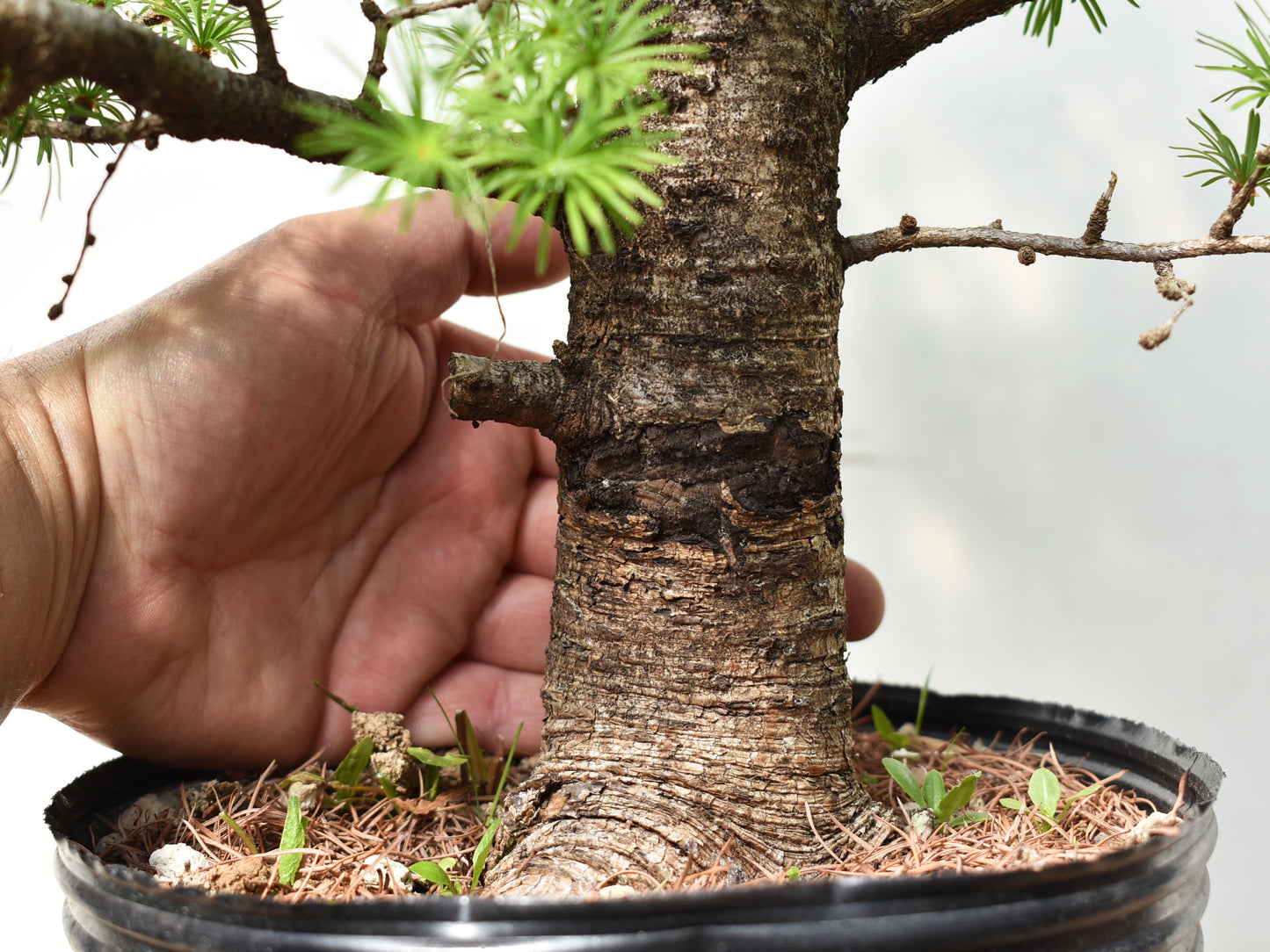 ALERCE EUROPEO (Larix Decidua)