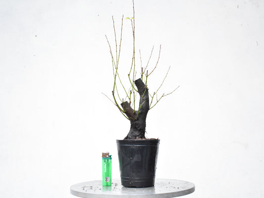 CIRUELO SILVESTRE (Prunus Cerasifera)