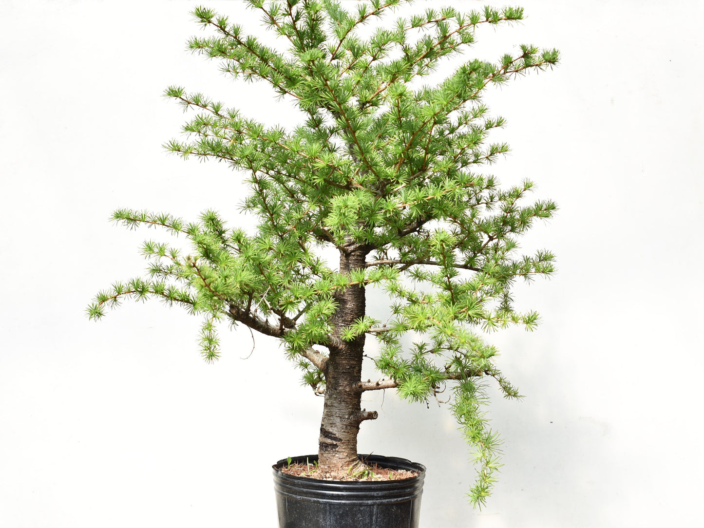 ALERCE EUROPEO (Larix Decidua)