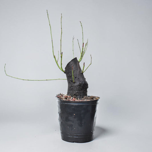 CIRUELO SILVESTRE (Prunus Cerasifera)